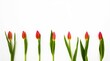 Frame of red tulips on white background