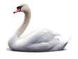 swan isolated