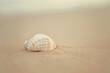 Striped seashell on sandy beach with soft blue ocean background