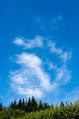 Wall Mural - Blue Sky Background with white clouds and green trees.