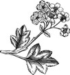 Vintage hawthorn branch with flowers and leaves sketch, hand-drawn berry illustration, botanical drawing