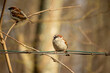 he Eurasian tree sparrow (Passer montanus)