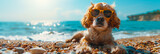 Fototapeta  - Dog in sunglasses on the beach, summer banner: leisure time, sunbathing pooch, lazy days.