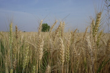  reed in the wind