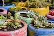 planting succulents in upcycled colorful tires
