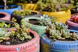 Fototapeta Desenie - planting succulents in upcycled colorful tires