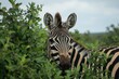 zebra peeking through bushes, one eye visible and alert