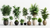 Fototapeta Kosmos - various types of potted plants in high resolution and high quality