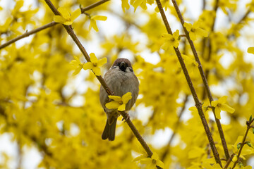 Canvas Print - A rain-soaked sparrow perches on a forsythia blossom on a drizzly morning.