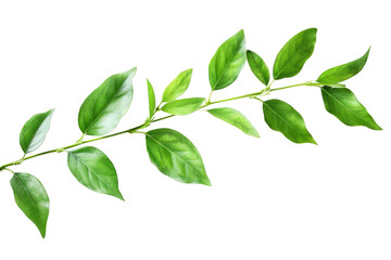 Poster - Close-up of a branch with green leaves on white background, fresh grass, herbal illustration, decorative plant, natural floral design, organic nature symbol, agriculture symbol, ecology symbol