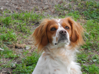 Poster - Spaniel breton