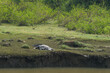 Crocodile on a shore in Yala National Park, Sri Lanka