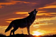 Wolf Howling On Hill With Sunset Behind