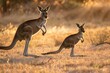 kangaroo and joey bounding, sun dipping low