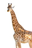 Fototapeta  - Side view photo of a giraffe isolated on transparent background, png file