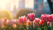 Spring flower banner. pink tulips with skyscrapers in the background.