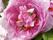 rosy peony flower with bees - spring season