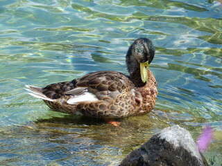 Canvas Print - Canard dans un lac