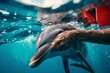 A Greenpeace biologist carefully holds a dolphin in the water while tagging it for research purposes in support of scientific monitoring and conservation efforts