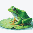 watercolor painting frog illustration on white background