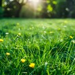 Vibrant spring-summer natural background with juicy green grass and wild yellow flowers, evoking a serene and picturesque outdoor scene.
