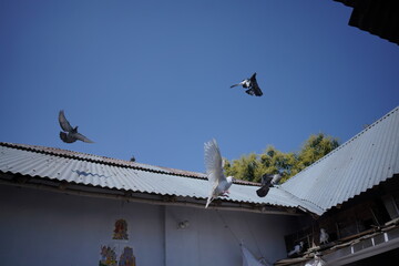 dove on the roof