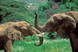 Two African Elephants affectionately touching trunks.