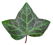 Upper Page Of Hedera Helix Leaf Complete With Petiole