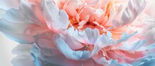 Close-up Of A Pastel Peony Bloom Emphasizing The Layers Of Petals And Soft Color Transitions
