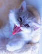 Portrait beautiful grey fluffy domestic small baby cat yawning with tongue out.  Life of domestic cats, friendship with people.