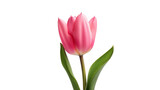 Fototapeta Tulipany - Lone Tulip Image on transparent background.