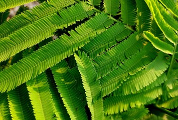 abstract green leaf texture, Climbing Wattle, Acacia, Cha-om leaves background, nature background, tropical leaf