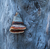 Fototapeta  - Huba drzewna w abstrakcyjnych kształtach i kolorach