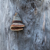 Fototapeta Sawanna - Huba drzewna w abstrakcyjnych kształtach i kolorach