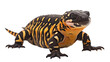 Isolated Gila Monster Image on transparent background