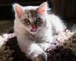Portrait beautiful grey fluffy domestic small baby cat  with tongue out. Life of domestic cats, friendship with people.	
