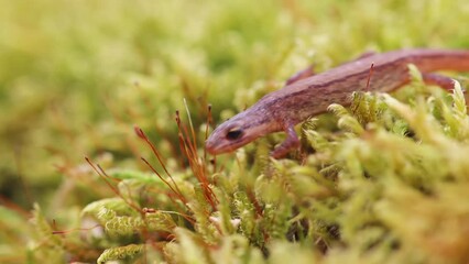 Wall Mural - Lissotriton vulgaris, smooth newt animal walking on moss in early spring season. Macro Czech animal amphibian background