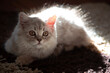 Portrait beautiful grey fluffy domestic small baby cat in the warm rays of the sun