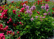 Kompozycja rabatowa z czerwonych róż i różowej Tawułki Arendsa (Astilbe x arendsii) , żwirowa ścieżka	
