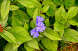 Ceratostigma ołownikowata, Ceratostigma plumbaginoides, Zawciągowiec zwyczajny, hardy blue-flowered leadwort