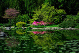 Fototapeta Kwiaty - ogród japoński kwitnące różaneczniki i azalie, ogród japoński nad wodą, japanese garden blooming rhododendrons and azaleas, Rhododendron	