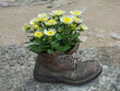 białe chryzantemy w starym bucie, ogrodowy recykling, rustykalna dekoracja, white Chrysanthemum in an old shoe 	