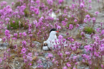 Wall Mural - Common tern with a chick sits on a nest among pink flowers, close up