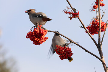 Canvas Print - waxwing winter passerine bird feeding on berries