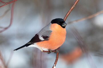 Sticker - Male bullfinch sits on a tree, close up