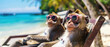Monkeys lounging in cool sunglasses recline on beach chairs, savoring the tropical ambiance of an ocean paradise.