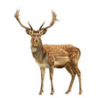 Deer with antlers isolated on transparent background