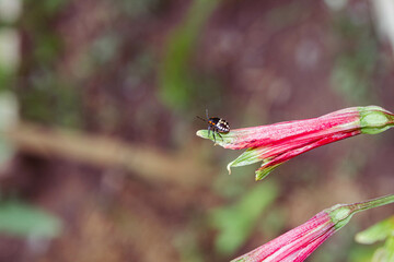 insect on a leaf, nature, macro, animal, bug, fly, green, wildlife,