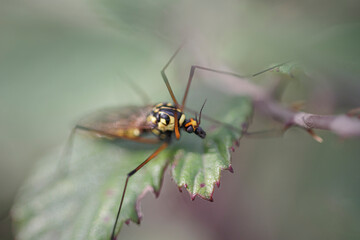 small colorful mosquito