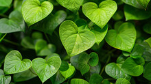 Detailed Image Of Heart-shaped Leaves In A Lush Green Plant, Ready For Your Love Note.